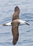 Indian Ocean yellow-nosed mollymawk. Immature in flight. Port MacDonnell pelagic, South Australia, November 2016. Image © David Newell 2016 birdlifephotography.org.au by David Newell.