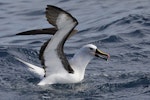 Indian Ocean yellow-nosed mollymawk. Adult with wings raised. Port Fairy pelagic, Victoria, August 2017. Image © Con Duyvestyn 2017 birdlifephotography.org.au by Con Duyvestyn.