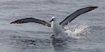 Indian Ocean yellow-nosed mollymawk. Immature bird landing. At sea off Port Fairy, February 2012. Image © Sonja Ross by Sonja Ross.