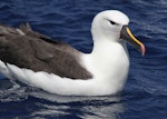 Indian Ocean yellow-nosed mollymawk. Adult. Port MacDonnell pelagic, South Australia, March 2015. Image © John Fennell by John Fennell.