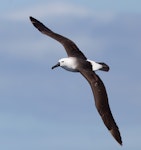 Indian Ocean yellow-nosed mollymawk. Immature in flight. Off Portland, Victoria, October 2011. Image © Sonja Ross 2011 birdlifephotography.org.au by Sonja Ross.