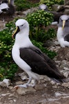 Indian Ocean yellow-nosed mollymawk. Adult. Forty Fours, Chatham Islands, December 2009. Image © Mark Fraser by Mark Fraser.