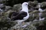 Indian Ocean yellow-nosed mollymawk. Adult. Forty Fours, Chatham Islands, December 2009. Image © Mark Fraser by Mark Fraser.