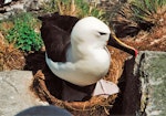 Indian Ocean yellow-nosed mollymawk. Adult incubating. The Pyramid, Chatham Islands, December 2001. Image © Paul Scofield by Paul Scofield.