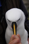 Indian Ocean yellow-nosed mollymawk. Close-up of the base of the culmen of a hand-held adult. Forty Fours, Chatham Islands, December 2009. Image © Mark Fraser by Mark Fraser.