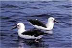 Indian Ocean yellow-nosed mollymawk. Adults on water. Off Tutukaka, May 1983. Image © Colin Miskelly by Colin Miskelly.