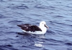 Indian Ocean yellow-nosed mollymawk. Adult on water. Off Tutukaka, May 1983. Image © Colin Miskelly by Colin Miskelly.