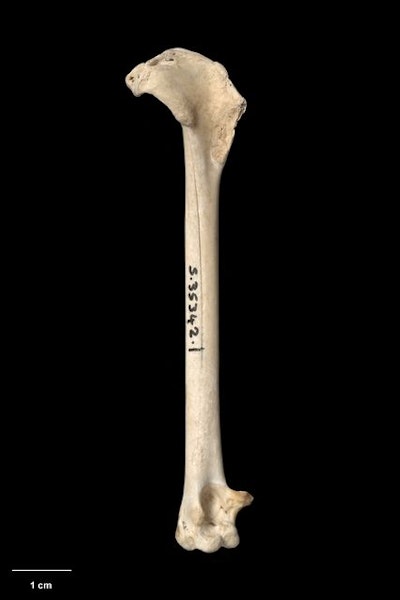 Imber's petrel. Holotype left humerus (NMNZ S.35342.1), cranial view. Waipawa stream mouth, Pitt Island, Chatham Islands. Image © Te Papa.