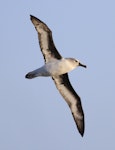 Grey-headed mollymawk | Toroa. Adult in flight, ventral. Campbell Island, April 2013. Image © Phil Battley by Phil Battley.