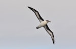 Grey-headed mollymawk | Toroa. Ventral view of adult in flight. Drake Passage, December 2015. Image © Cyril Vathelet by Cyril Vathelet.