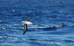 Grey-headed mollymawk | Toroa. Adult in flight (ventral). Drake Passage, December 2006. Image © Nigel Voaden by Nigel Voaden.