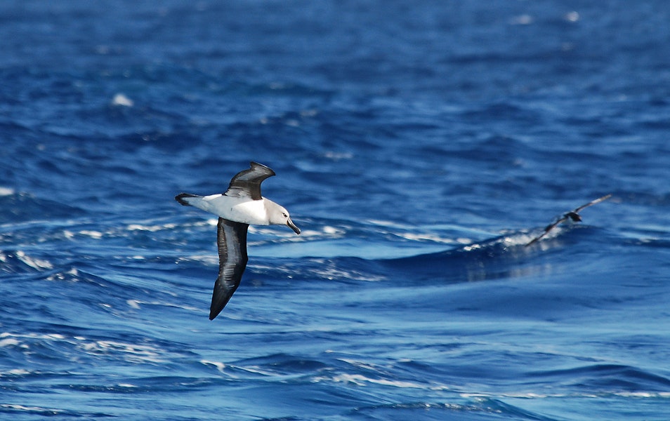 Grey-headed mollymawk | Toroa. Adult in flight (ventral). Drake Passage, December 2006. Image © Nigel Voaden by Nigel Voaden.