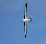 Grey-headed mollymawk | Toroa. Adult in flight, ventral. Southern Indian Ocean, February 2016. Image © Sergey Golubev by Sergey Golubev.