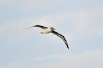 Grey-headed mollymawk | Toroa. Adult in flight. Drake Passage, December 2015. Image © Cyril Vathelet by Cyril Vathelet.