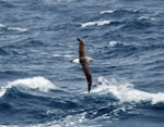 Grey-headed mollymawk | Toroa. Adult in flight, dorsal. Drake Passage, December 2006. Image © Nigel Voaden by Nigel Voaden.