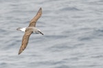 Grey-headed mollymawk | Toroa. Adult. Drake Passage, November 2019. Image © Mark Lethlean by Mark Lethlean.