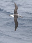 Grey-headed mollymawk | Toroa. Dorsal view of adult in flight. Near Campbell Island, November 2011. Image © Detlef Davies by Detlef Davies.