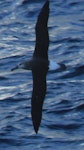 Grey-headed mollymawk | Toroa. Juvenile in flight. At sea, 92 km east of Mahia, June 2015. Image © Bridget Watts by Bridget Watts.