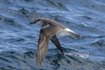 Grey-headed mollymawk | Toroa. Immature in flight. Off coast of Dusky Sound, Fiordland, September 2021. Image © Glenda Rees by Glenda Rees.