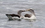 Grey-headed mollymawk | Toroa. Adult (left) with adult Salvin's mollymawk. Kaikoura pelagic, October 2015. Image © Ric Else by Ric Else.