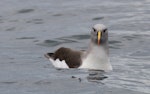 Grey-headed mollymawk | Toroa. Adult. Kaikoura pelagic, October 2015. Image © Ric Else by Ric Else.