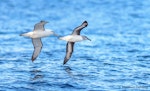 Grey-headed mollymawk | Toroa. Adult followed by white-capped mollymawk. At sea off Otago Peninsula, July 2017. Image © Matthias Dehling by Matthias Dehling.