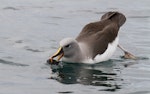 Grey-headed mollymawk | Toroa. Adult. Kaikoura pelagic, October 2015. Image © Ric Else by Ric Else.