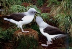 Grey-headed mollymawk | Toroa. Adult pair displaying. Bull Rock colony, Campbell Island, November 1986. Image © Graeme Taylor by Graeme Taylor.