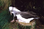 Grey-headed mollymawk | Toroa. Adult feeding fully-feathered chick. Bull Rock, Campbell Island, April 1984. Image © Graeme Taylor by Graeme Taylor.