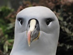 Grey-headed mollymawk | Toroa. Front view of adult head. Campbell Island, December 2010. Image © Kyle Morrison by Kyle Morrison.