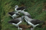 Grey-headed mollymawk | Toroa. Non-breeders courting. Campbell Island, December 2010. Image © Kyle Morrison by Kyle Morrison.