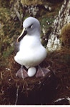 Grey-headed mollymawk | Toroa. Adult on egg. Colony at base of Courrejolles Peninsula, Campbell Island, October 1984. Image © Graeme Taylor by Graeme Taylor.