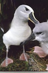 Grey-headed mollymawk | Toroa. Adult preening its fully-feathered chick. Bull Rock colony, Campbell Island, April 1984. Image © Graeme Taylor by Graeme Taylor.