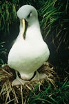 Grey-headed mollymawk | Toroa. Adult on nest. Bull Rock, Campbell Island, November 1986. Image © Department of Conservation ( image ref: 10039564 ) by Graeme Taylor Department of Conservation.