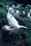 Grey-headed mollymawk | Toroa. Juvenile on nest. Campbell Island, January 1988. Image © Department of Conservation ( image ref: 10038090 ) by Peter Moore Department of Conservation.