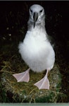 Grey-headed mollymawk | Toroa. Chick close to fledging. Bull Rock colony, Campbell Island, April 1984. Image © Graeme Taylor by Graeme Taylor.