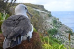 Grey-headed mollymawk | Toroa. Adult brooding chick. Bull Rock, Campbell Island, December 2012. Image © Kyle Morrison by Kyle Morrison.