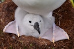 Grey-headed mollymawk | Toroa. Close-up of downy chick. Bull Rock, Campbell Island, December 2012. Image © Kyle Morrison by Kyle Morrison.