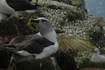 Grey-headed mollymawk | Toroa. Adult and chick on nest. Campbell Island, January 2011. Image © Kyle Morrison by Kyle Morrison.