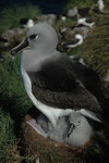 Grey-headed mollymawk | Toroa. Adult and chick on nest. Campbell Island, January 2011. Image © Kyle Morrison by Kyle Morrison.