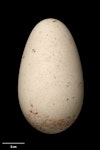 Grey-headed mollymawk | Toroa. Egg 106.2 x 60.9 mm (NMNZ OR.019083, collected by Jack Sorensen). Campbell Island, October 1942. Image © Te Papa by Jean-Claude Stahl.