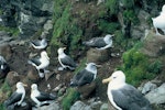 Grey-headed mollymawk | Toroa. Adults nesting among Campbell black-browed mollymawks. Courrejolles Point, Campbell Island, February 1963. Image © Department of Conservation ( image ref: 10038214 ) by Alan Wright Department of Conservation.