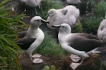 Grey-headed mollymawk | Toroa. Grey-headed mollymawk colony. Campbell Island, March 2008. Image © Department of Conservation ( image ref: 10067659 ) by Andrew Maloney Department of Conservation.