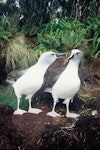 Grey-headed mollymawk | Toroa. Adults at empty nest. South Bull Rock, Campbell Island, January 1993. Image © Alan Tennyson by Alan Tennyson.