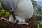 Grey-headed mollymawk | Toroa. Adult preening chick. Bull Rock, Campbell Island, December 2012. Image © Kyle Morrison by Kyle Morrison.