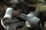 Grey-headed mollymawk | Toroa. Adult with chick deters adult Campbell black-browed mollymawk. Campbell Island, January 2011. Image © Kyle Morrison by Kyle Morrison.