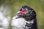 Muscovy duck. Adult. Christchurch, January 2020. Image © Zion Cooper by Zion Cooper.