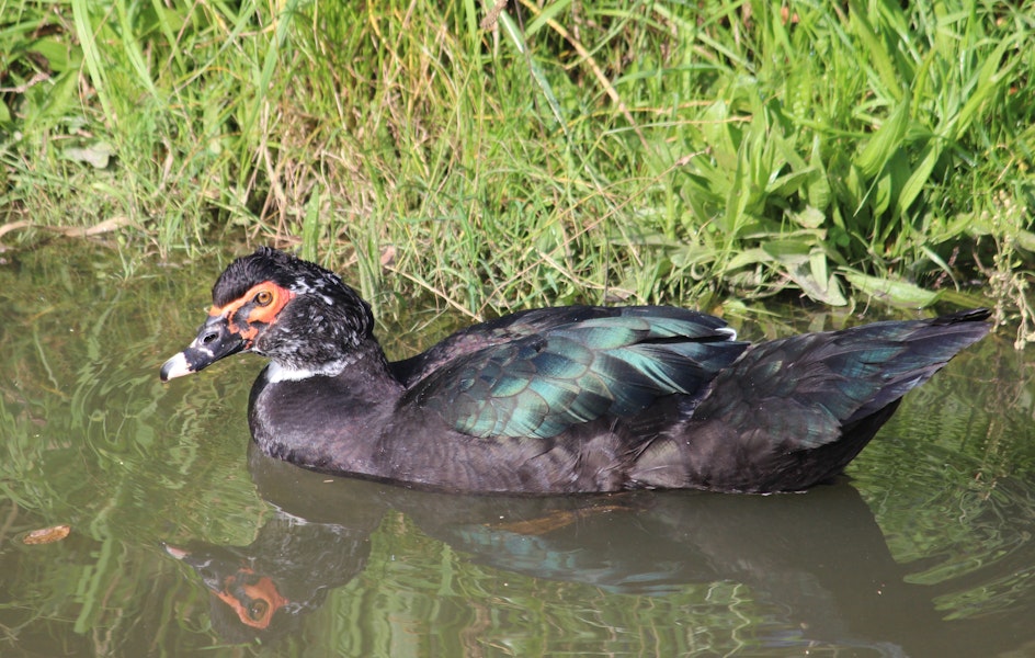 Muscovy duck. Adult male. Lower Hutt, May 2013. Image © Robert Hanbury-Sparrow by Robert Hanbury-Sparrow.