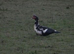 Muscovy duck. Adult male. near Waikanae, January 2012. Image © Robert Hanbury-Sparrow by Robert Hanbury-Sparrow.