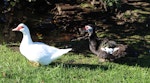 Muscovy duck. Two females. Taradale, April 2013. Image © Robert Hanbury-Sparrow by Robert Hanbury-Sparrow.